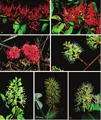 Image result for Combretum hereroense