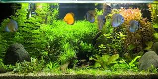 Budidaya ikan koi pun tergolong mudah. 8 Jenis Ikan Hias Air Tawar Kecil Sebagai Peliharaan Percantik Akuarium Semua Halaman Merdeka Com