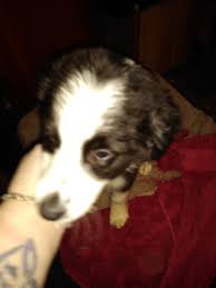 You have arrived at the only site you will ever need when you are ready to add a purebred puppy to your family. Miniature Australian Shepherd Puppies For Sale Grove City Pa 294442