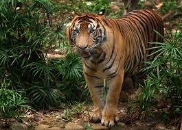 Discover indonesian animals you've never heard of, and learn amazing facts about the ones you have! 11 Endangered Animals Only Exist In Indonesia Authentic Indonesia Blog