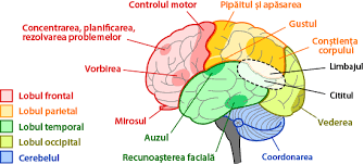 Creierul uman este si va fi mereu o mare sursa de incertitudini si indoieli. Ce Face Creierul Vostru Ask A Biologist
