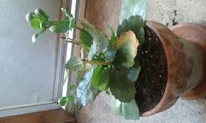 (be sure to check out my post for growing kalanchoe millotii, another great kalanchoe variety.) Is This Yellowing Normal For A Kalanchoe Plant Gardening Landscaping Stack Exchange