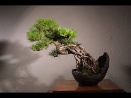 Lovingly handcrafted by artisans all around the world to provide you with a blessing of good luck and karma. Shoot Trimming And Forcing Back Budding Pine Bonsai Youtube
