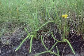 Image result for Lycopodiella caroliniana