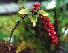 Image result for Pandiaka rubrolutea