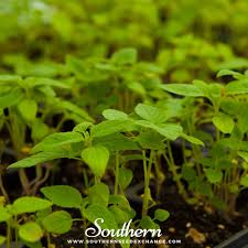 Image result for Salvia hispanica