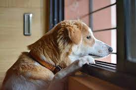 How To Help A Sad Dog When They Re Home Alone