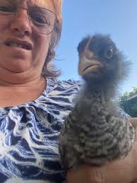 Can anyone tell me if my beautiful Rooster is a Plymouth Rock or North  Holland Blue?