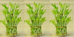 May 03, 2021 · interestingly enough, lucky bamboo is actually not bamboo at all, but a type of dracaena. 3 Layer Lucky Bamboo 05 à¤²à¤• à¤¬ à¤® à¤¬ à¤ª à¤² à¤Ÿ In Indira Nagar Lucknow Green Plant Solutions Id 9296665797