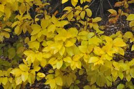 Image result for Chionanthus foveolatus