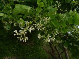 Image result for Dalbergia melanoxylon