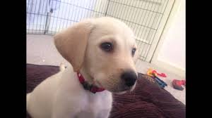 The golden retriever labrador mix has a clever, energy, affectionate, and happy personality and loves being around people. Goldador Labrador Golden Retriever Mix Dog Breed Info Pictures Traits Doggie Designer