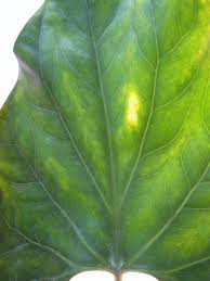 Image result for Cercestis congensis