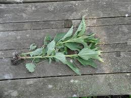 Check spelling or type a new query. Weed Of The Week Stinging Nettle My Northern Garden