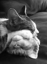 Pin By Seyma Sirlak On Sleep Animals Crazy Cats Pets Funny Animals