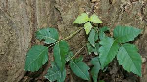 It is often mistaken for poison oak, an unrelated plant which looks somewhat similar physically. Campbell Vaughn Know How To Spot Poison Ivy