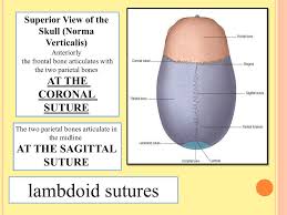 Check spelling or type a new query. Ppt