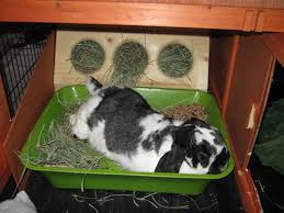 The boxes have concrete floors, half doors and electric lighting. What Hay Rack Do You Use Binkybunny