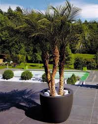 epingle par magrit gritma sur deco amenagement paysager palmiers jardiniere terrasse arbres en pots