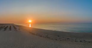 Image result for Faroa duvigneaud