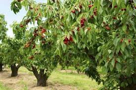 Currently, there are 3,770 cherry trees in d.c. Cherry Tree Types What Are Some Common Varieties Of Cherry Trees