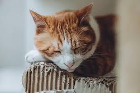 How To Style Images With Markdown