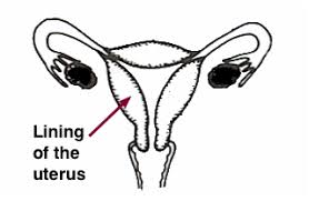 Female anatomy includes the external gen. The Female Reproductive System