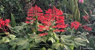 Landscaping with the native plants of florida is very popular for their reputation of low maintenance.in fact, you may be using many in your south florida landscape without realizing they're native plants. Growing Pagoda Flower Clerodendrum Paniculatum Care Tips