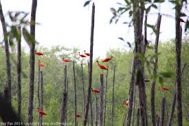 Bekijk meer ideeën over vogels, boa constrictor, kaaimannen. Nickerie Bigie Pan Mooiste Natuurgebied Suriname Rode Ibis Natuurgebied Fotografie Foto S