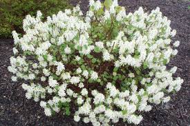 These plants are known for their notorious long sharp spines, but this variety doesn't have those. Flowering Quince Tbr News Media
