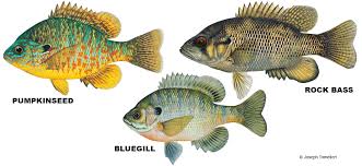 Maybe you would like to learn more about one of these? Panfish Vermont Fish Wildlife Department