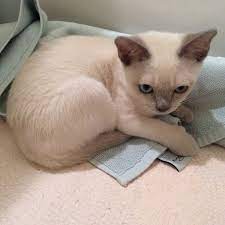 Jamie My Platinum Mink Tonkinese Kitten Tonkinese Kittens Tonkinese Cat Cats