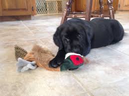 We are located in the beautiful belgrade lakes area of central maine so that we have many lakes to swim and play in. Registered English Lab Puppies For Sale Grand National Champion Lines Both Sides 4 Males 2 Females Ready English Lab Puppies Lab Puppies Puppies For Sale