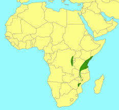 Image result for Ficus scassellatii