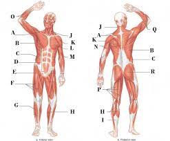 This muscle is responsible for movement of the hip and thigh. Muscles Of The Body Diagram Quizlet