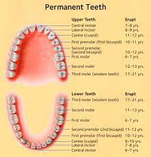 Dental Eruption Schedule Brookhaven Children S Dentistry