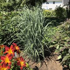 Image result for Panicum pole-evansii