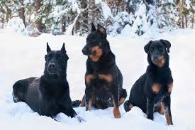 Maybe you would like to learn more about one of these? Berger De Beauce Du Sixieme Sens Breeder Eleveurs Ca