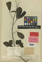 Image result for Monodora grandidieri