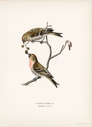 Birds Of Eastern Pa Pin On Vintage Von Wrights Scandi Birds Rawpixels