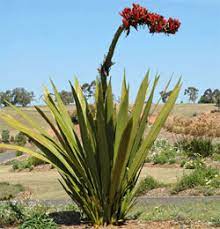Maybe you would like to learn more about one of these? Doryanthes Palmeri Growing Native Plants