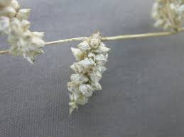 Image result for Eragrostis echinochloidea