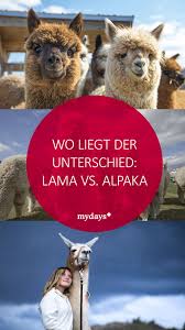 Wo Liegt Der Unterschied Lama Vs Alpaka Mydays Magazin In 2020 Alpaka Flauschige Tiere Flauschig