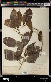 Image result for Antidesma membranaceum