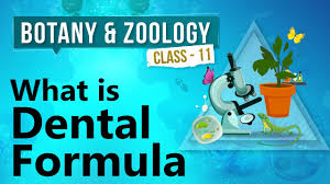 Our petlab dental wash has been designed and developed by a passionate team of dog owners and dog lovers. What Is Dental Formula Human Digestive System Biology Class 11 Youtube