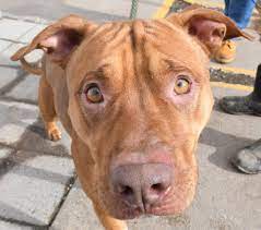 24 french bulldog pitbull mix = french pitbull. Rhodesian Ridgeback Pit Off 50 Www Usushimd Com
