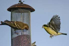 Nearly all of the cases tied to wild birds were linked to families with bird feeders. Salmonella Outbreak Is Linked To Wild Birds And Feeders C D C Says The New York Times