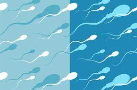 5 months pregnant and still wants more sperm. The Lifecycle Of Sperm Sperm Development