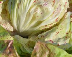 Immagine di Radicchio variegato di Lusia