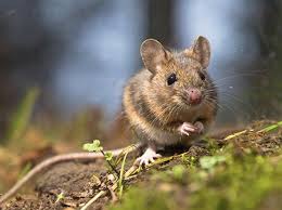 Smith thompson is your trusted pest control provider in dallas, texas. Kenney S Pest Control Inc 3156 Avenue Of The Cities Moline Il Pest Control Mapquest